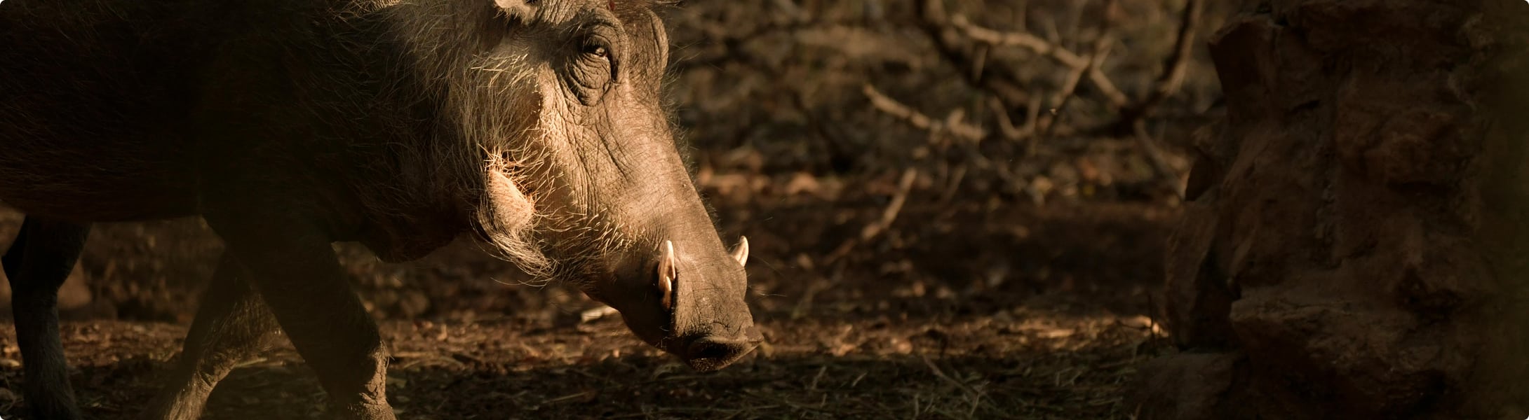 Accident, collision avec un sanglier : quelle indemnisation assurance ?